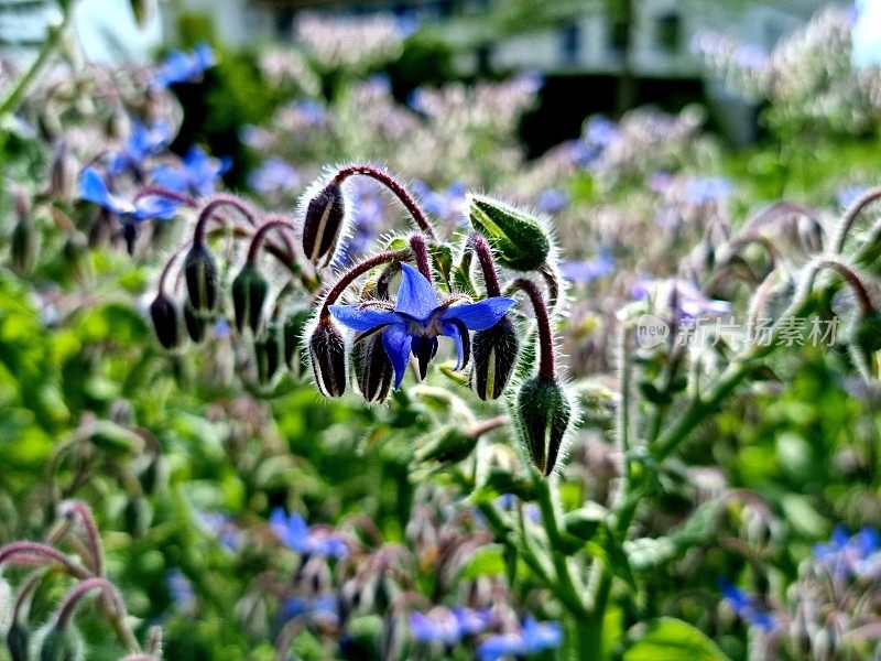 琉璃苣(Borago officinalis)